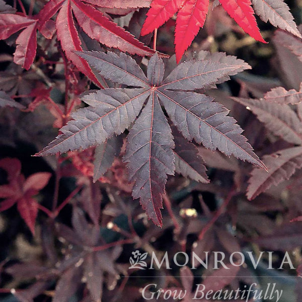 Emperor One Japanese Maple