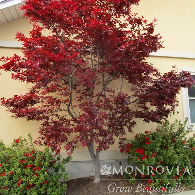 Emperor One Japanese Maple