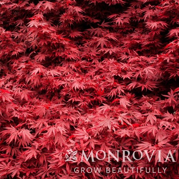 Shaina Japanese Maple