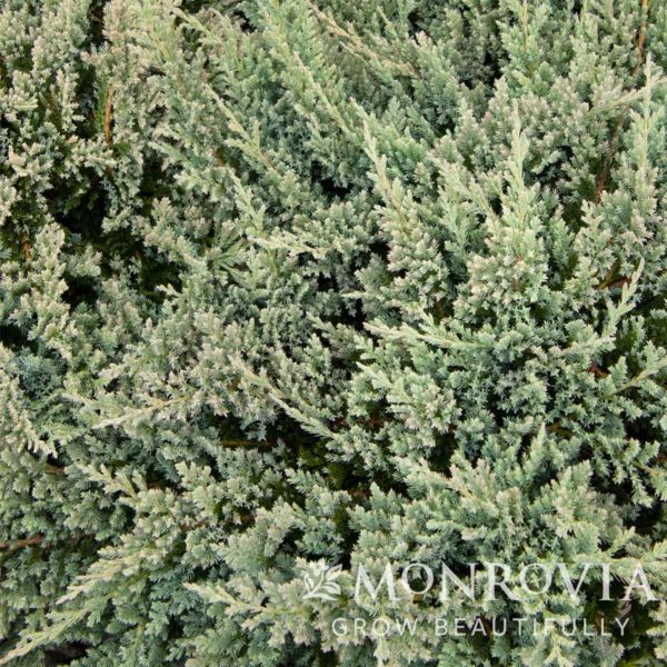 Blue Chip Juniper