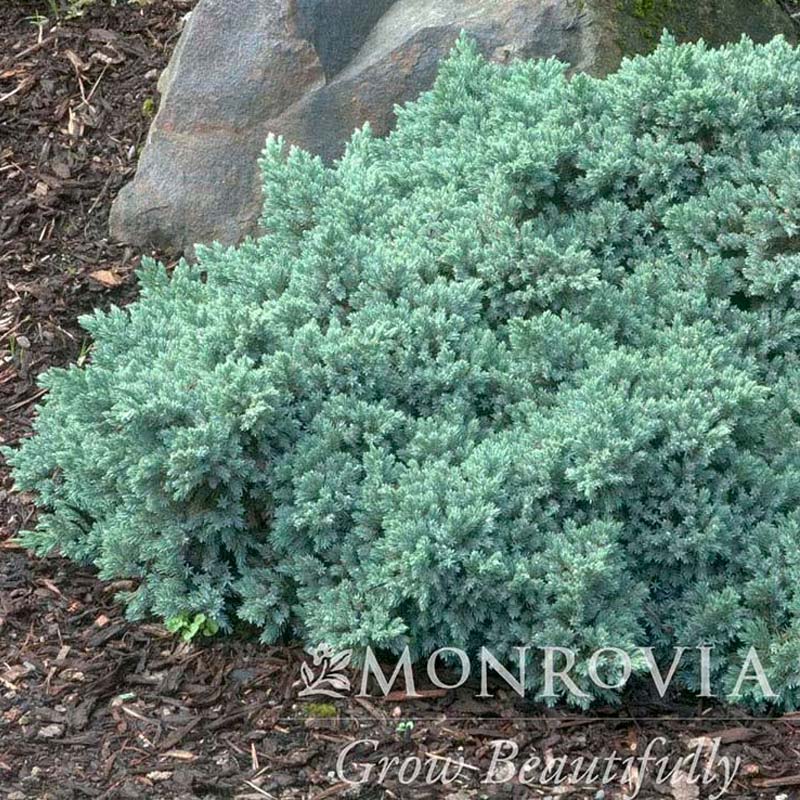 Blue Star Juniper