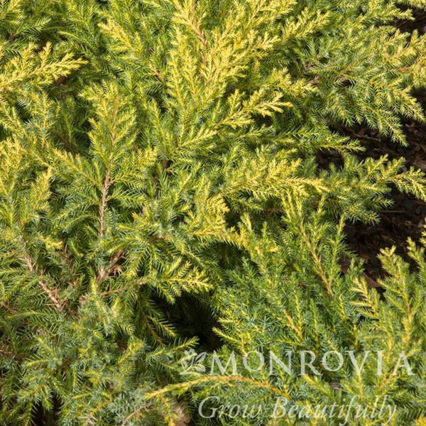 Daub’s Frosted Juniper