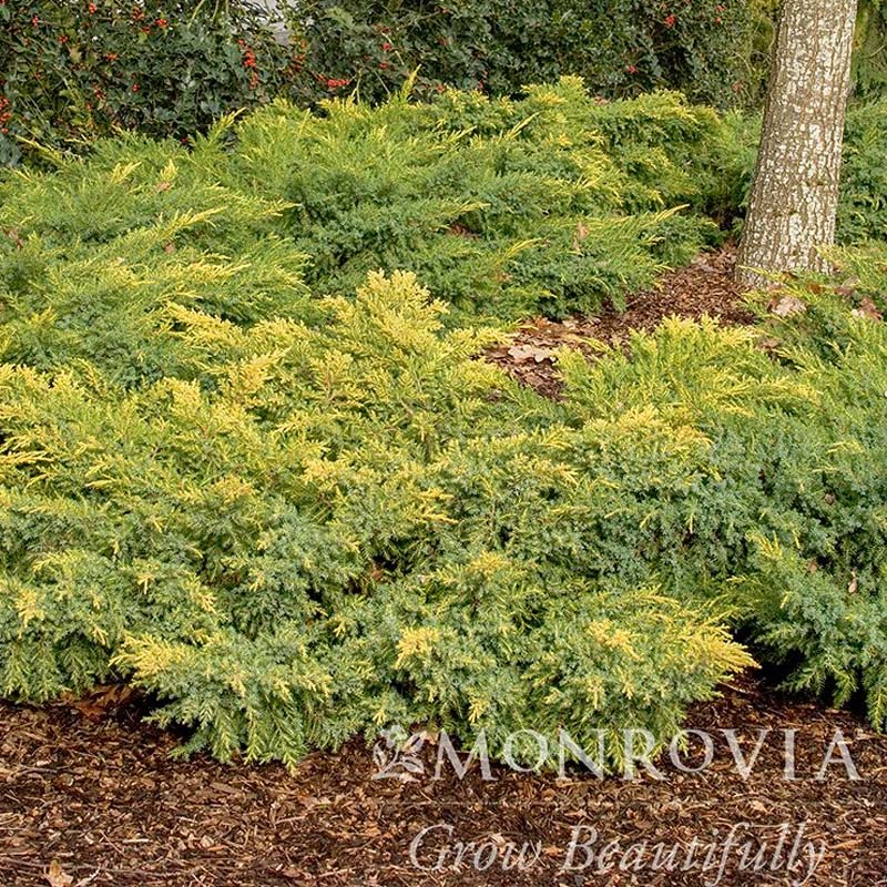Daub’s Frosted Juniper