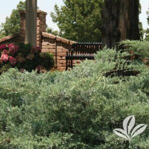 Grey Owl Juniper