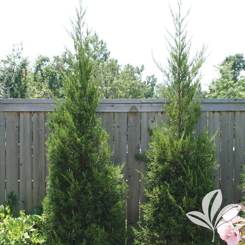 Hetzi Columnar Juniper
