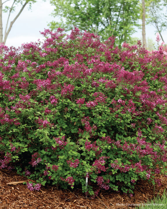 Bloomerang Lilac