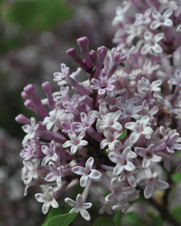 Dwarf Korean Lilacs