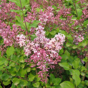 Miss Kim Lilac Bloom