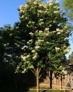 Ivory Silk Lilac Tree