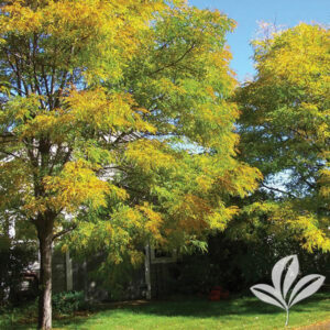 Shademaster Honeylocust Tree