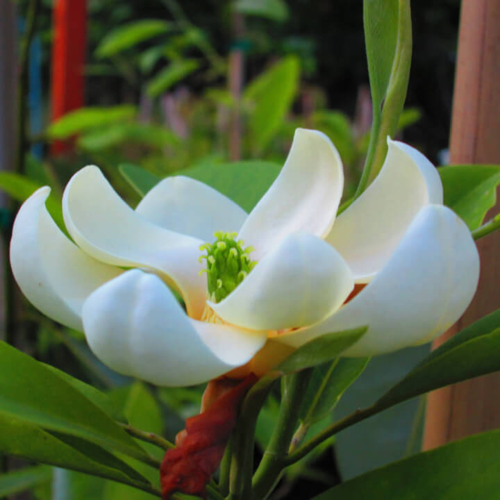 Moonglow Sweetbay Magnolia