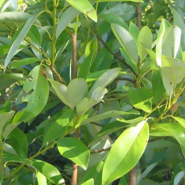 Moonglow Sweetbay Magnolia