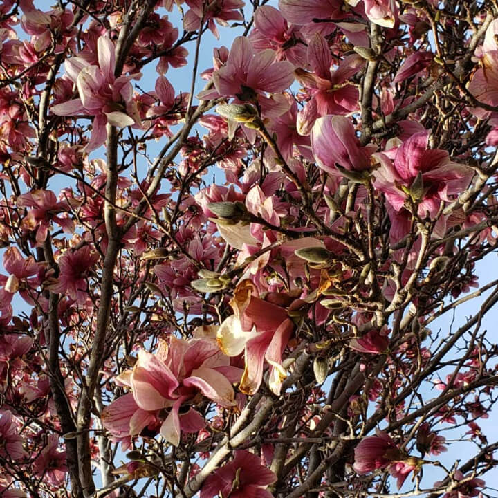 Saucer Magnolia