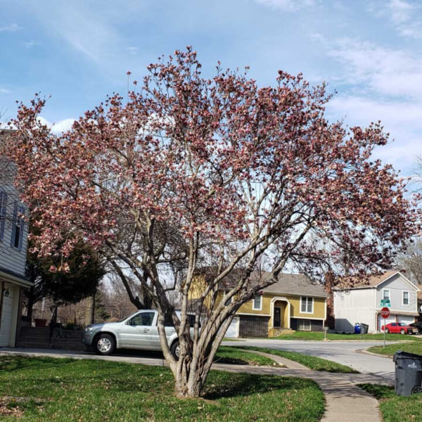 Saucer Magnolia