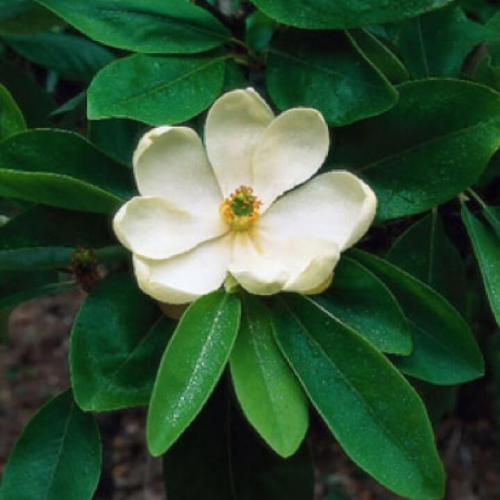 Sweetbay Magnolia