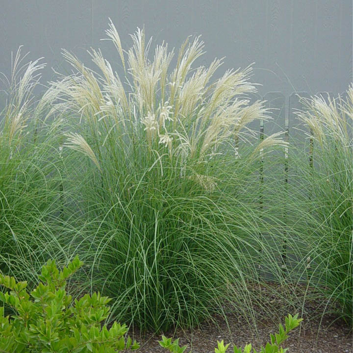 Ornamental Grasses