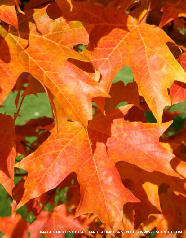 Fall Fiesta Maple