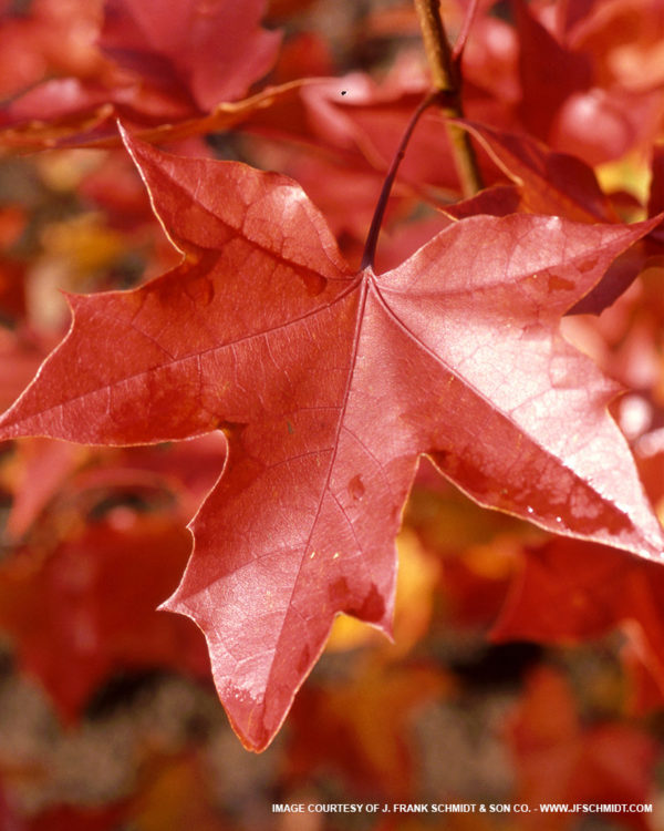 Norwegian Sunset Maple