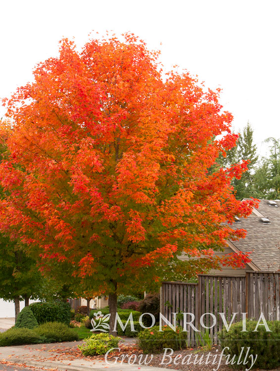 October Glory Maple