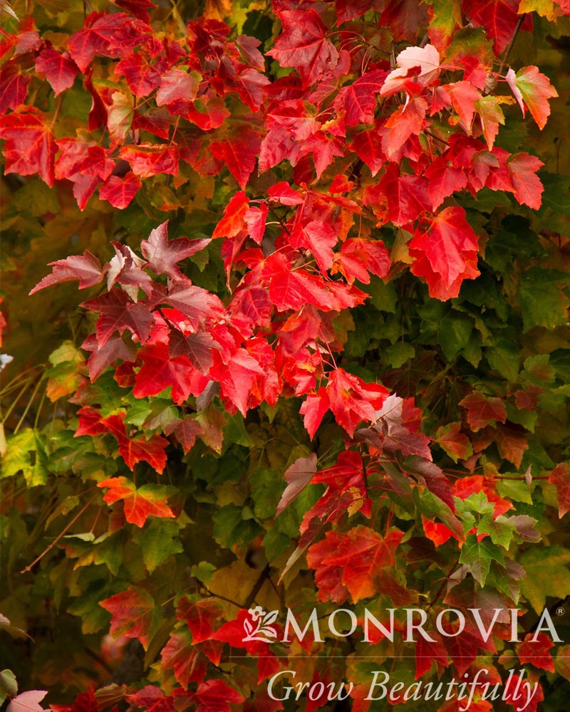 Red Sunset Maple