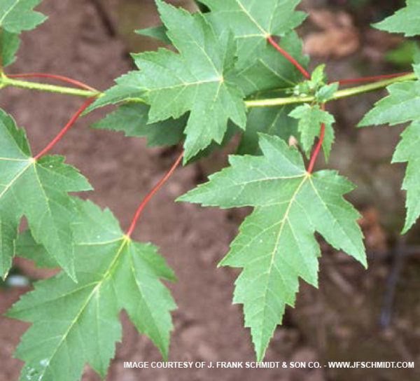 Sienna Glen Maple