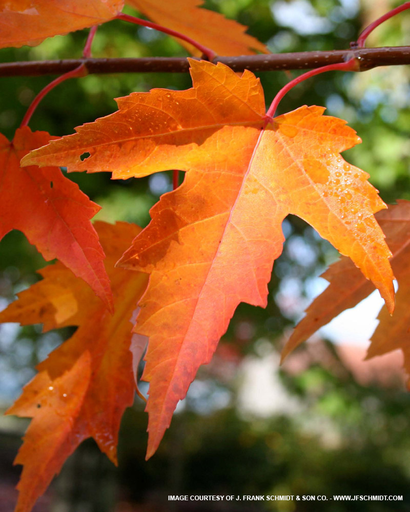 Sienna Glen Maple