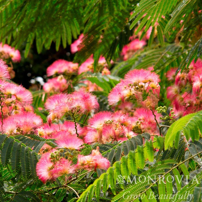 Mimosa Tree