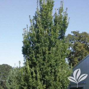 Regal Prince Oak Tree