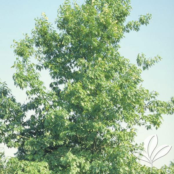 White Swamp Oak Tree