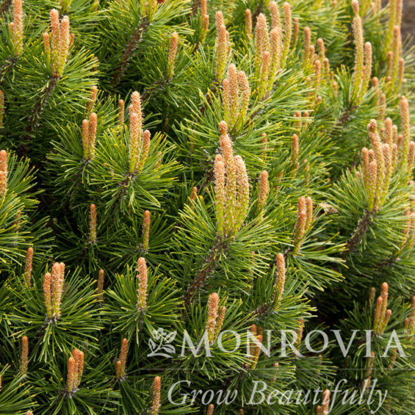 Dwarf Mugo Pine