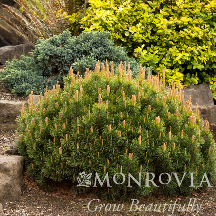 Dwarf Mugo Pine