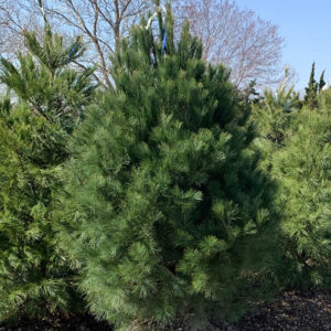 Eastern White Pine Tree