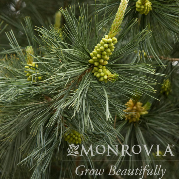 Vanderwolf Pine Tree