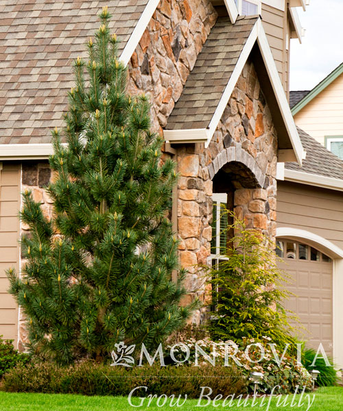 Vanderwolf Pine Tree