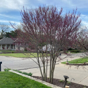 Eastern Redbud