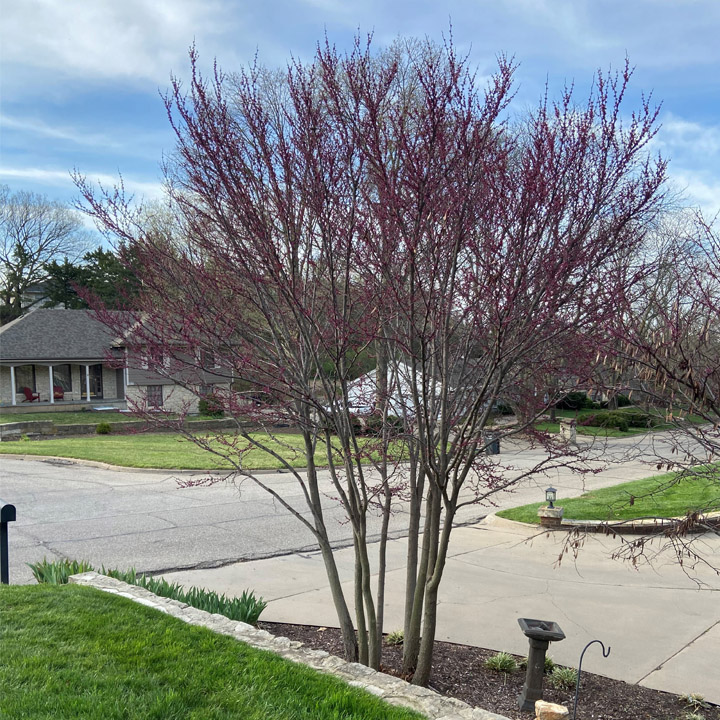 Eastern Redbud