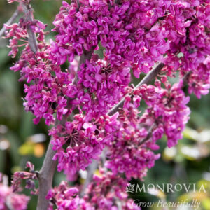 Oklahoma Redbud