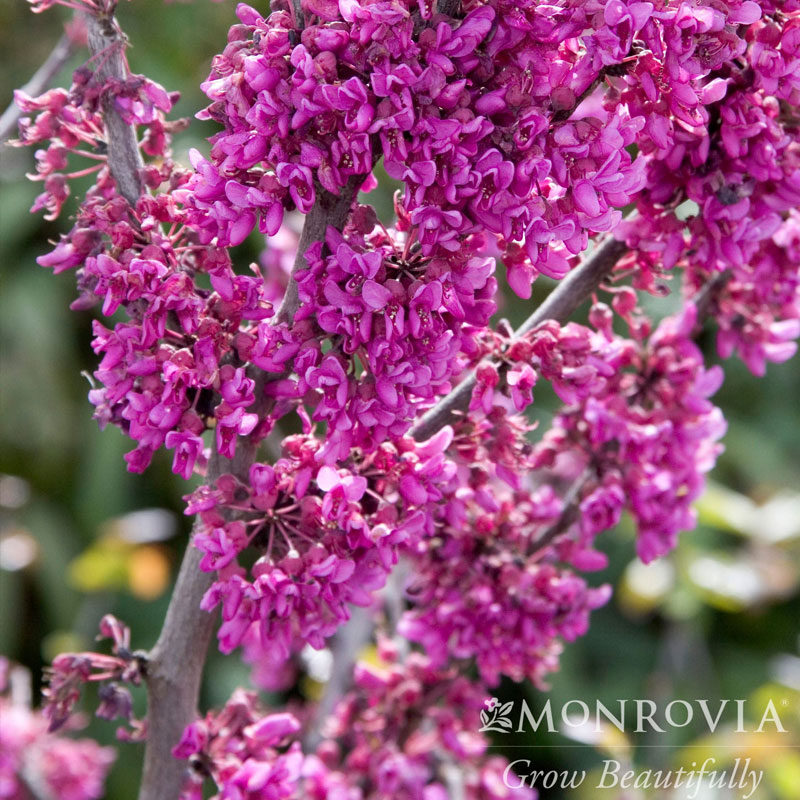 Ornamental Trees