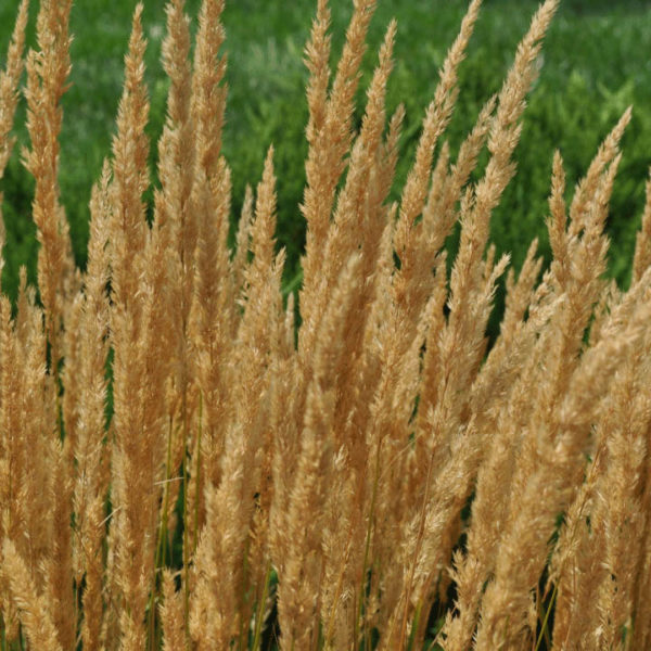 Karl Foerster Feather Reed Grass