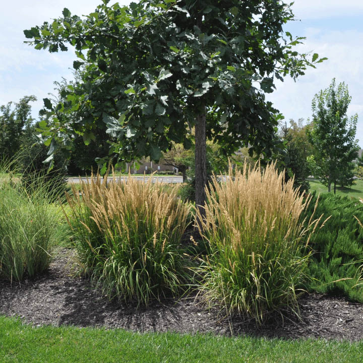 Karl Foerster Feather Reed Grass