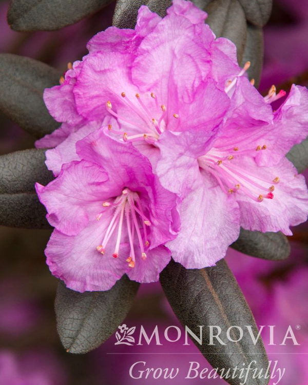 PJM Rhodedendron