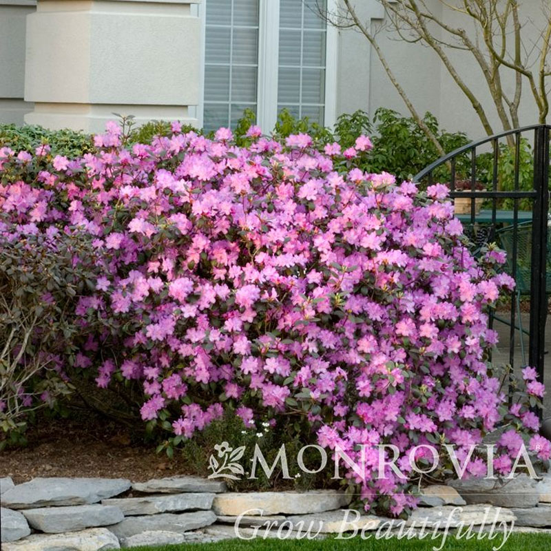PJM Rhodedendron