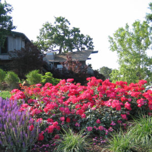 Red Knockout Rose in Landscape