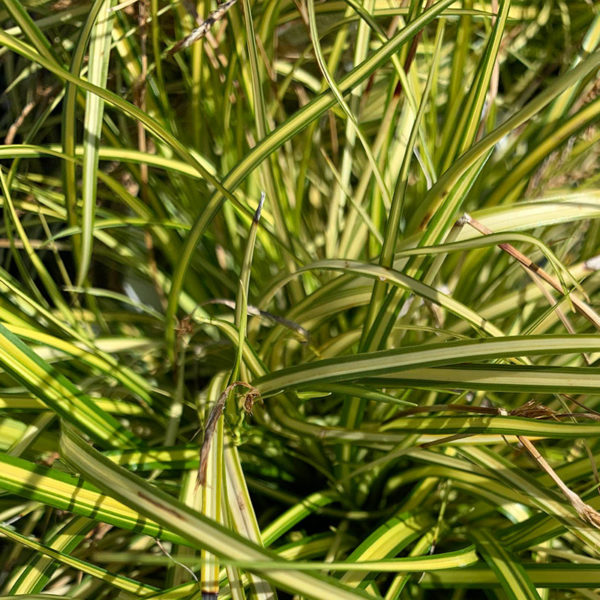 Variegated Japanese Sedge
