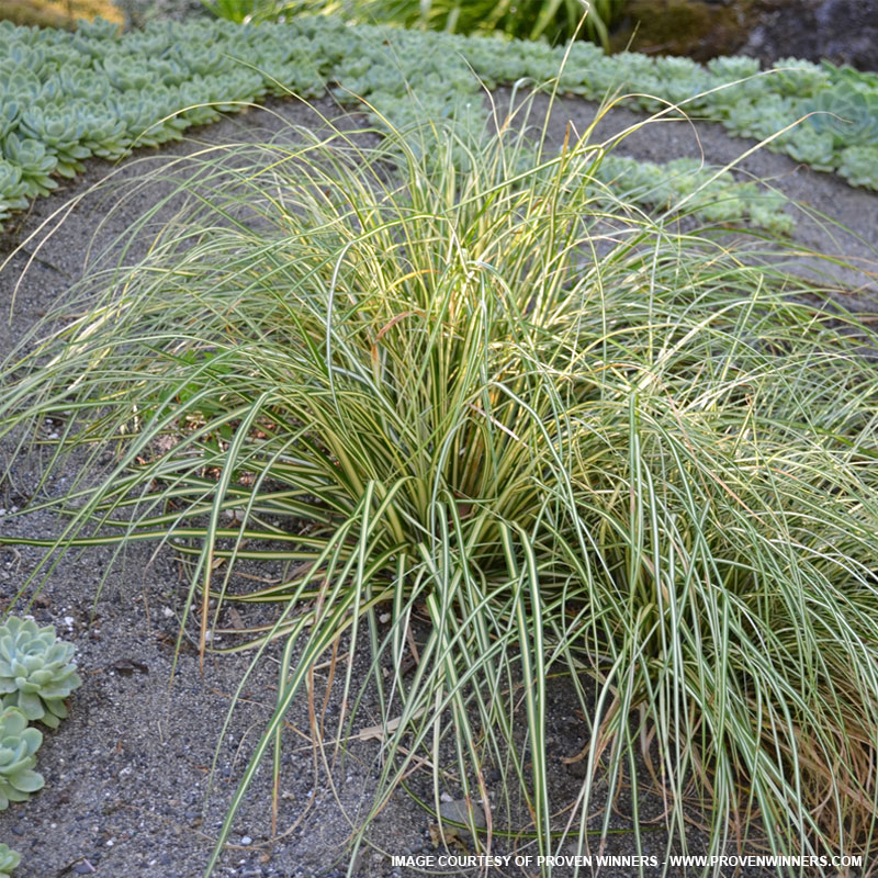 Variegated Japanese Sedge