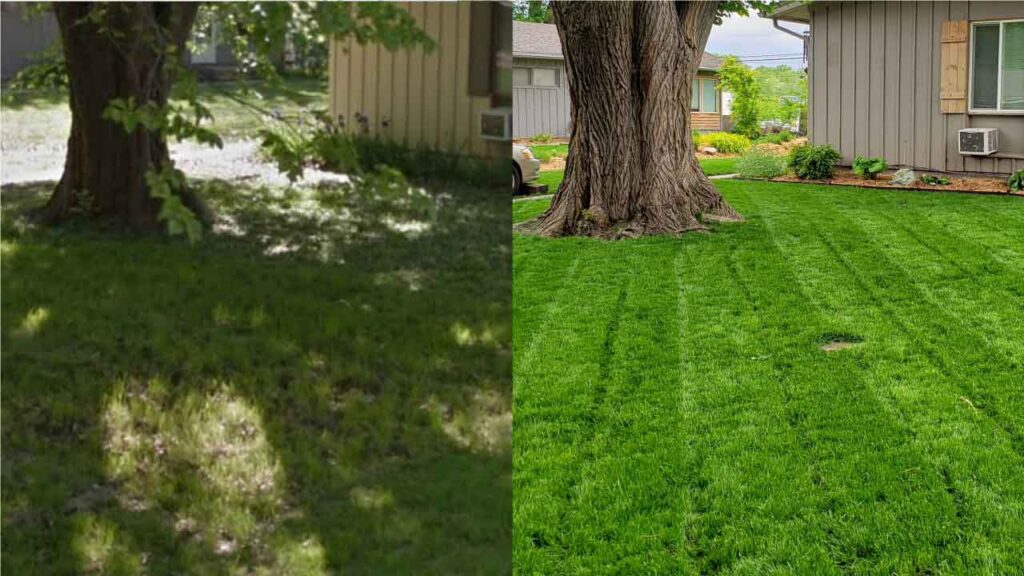 Trees are Bullies