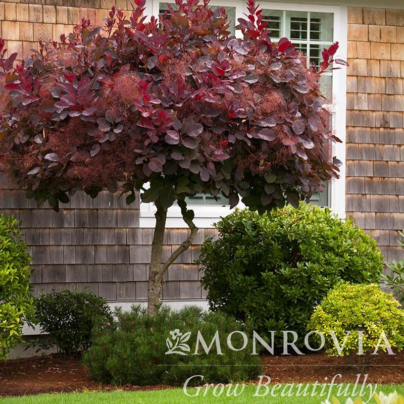 Royal Purple Smoke Tree