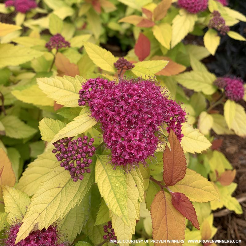 Candy Corn Spirea