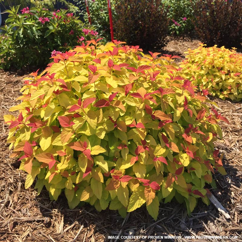 Candy Corn Spirea