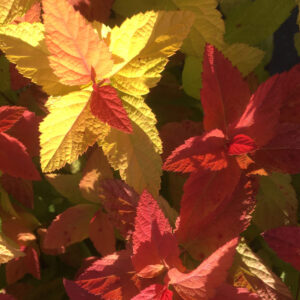 Goldflame Spirea